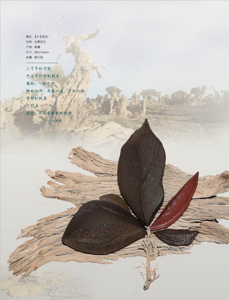 ��Ҷ�����