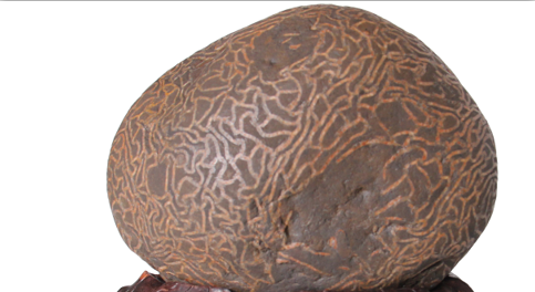 ����������