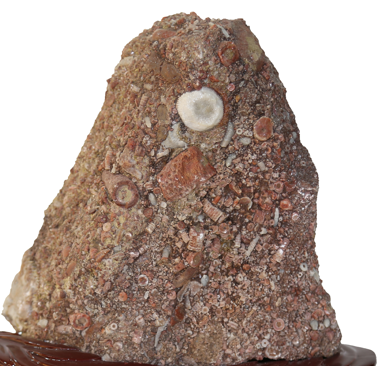 �����߻��ۡ�