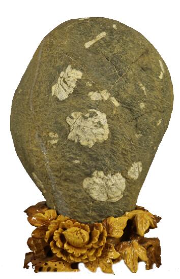 ��������